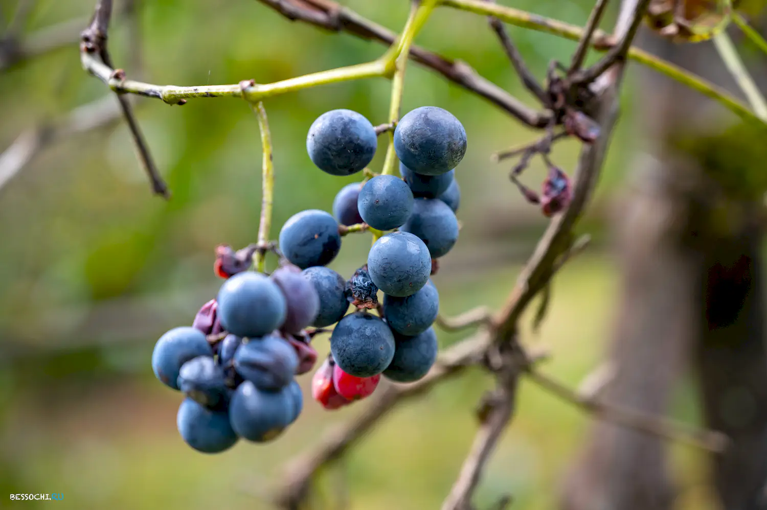 яркие краски осени