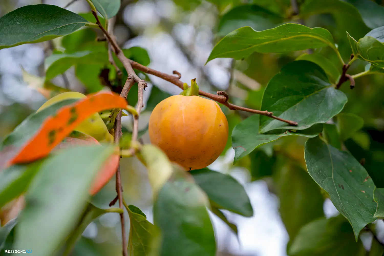 яркие краски осени