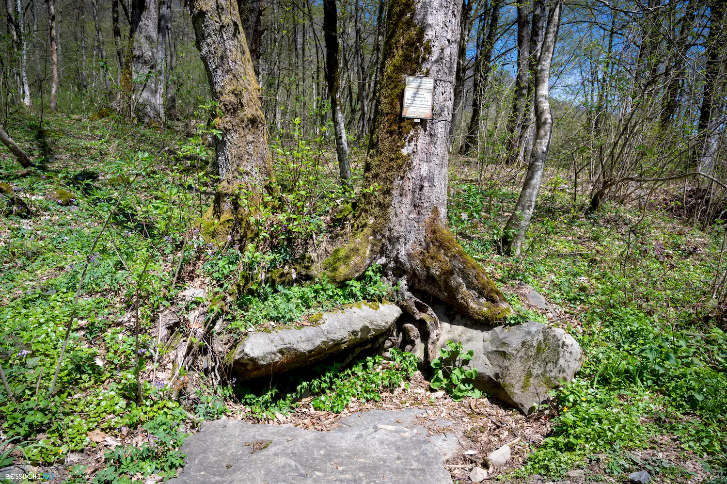 Дольмены Красной поляны