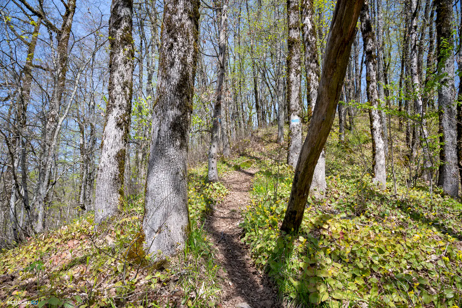 Гора Монашка