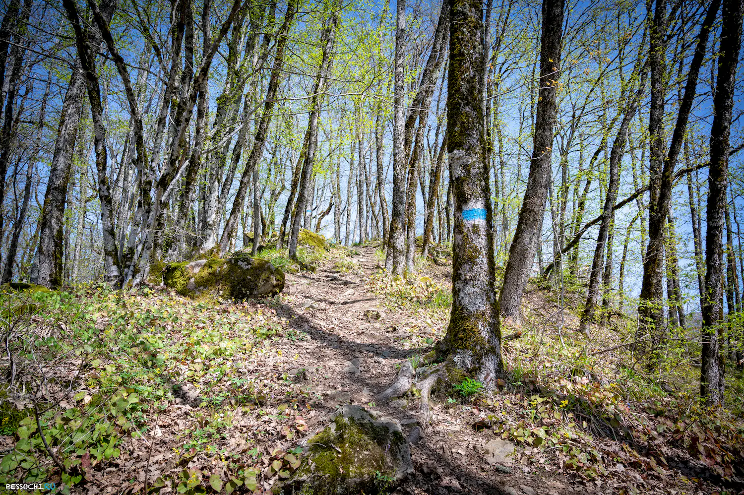 Гора Монашка