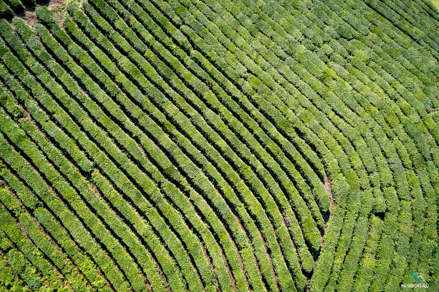 Мацеста чай