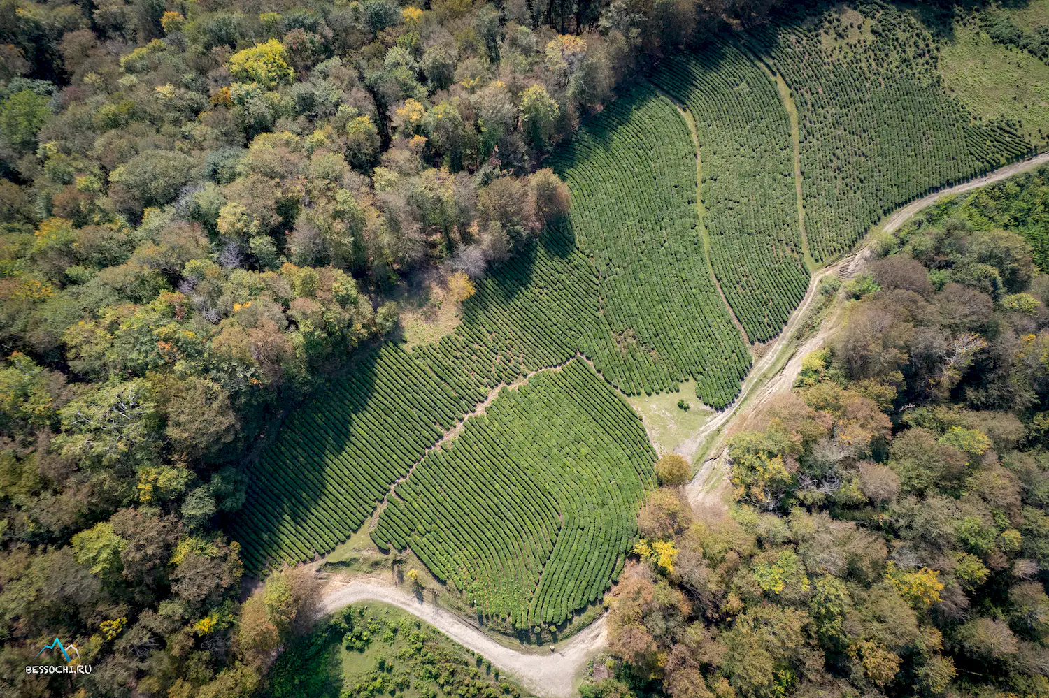 Мацеста чай