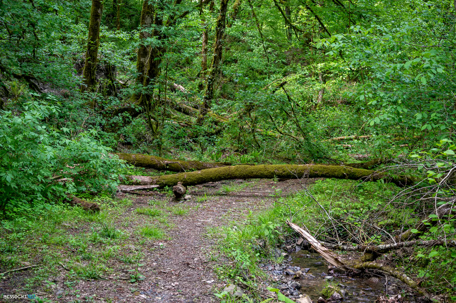 притоки Кутарки