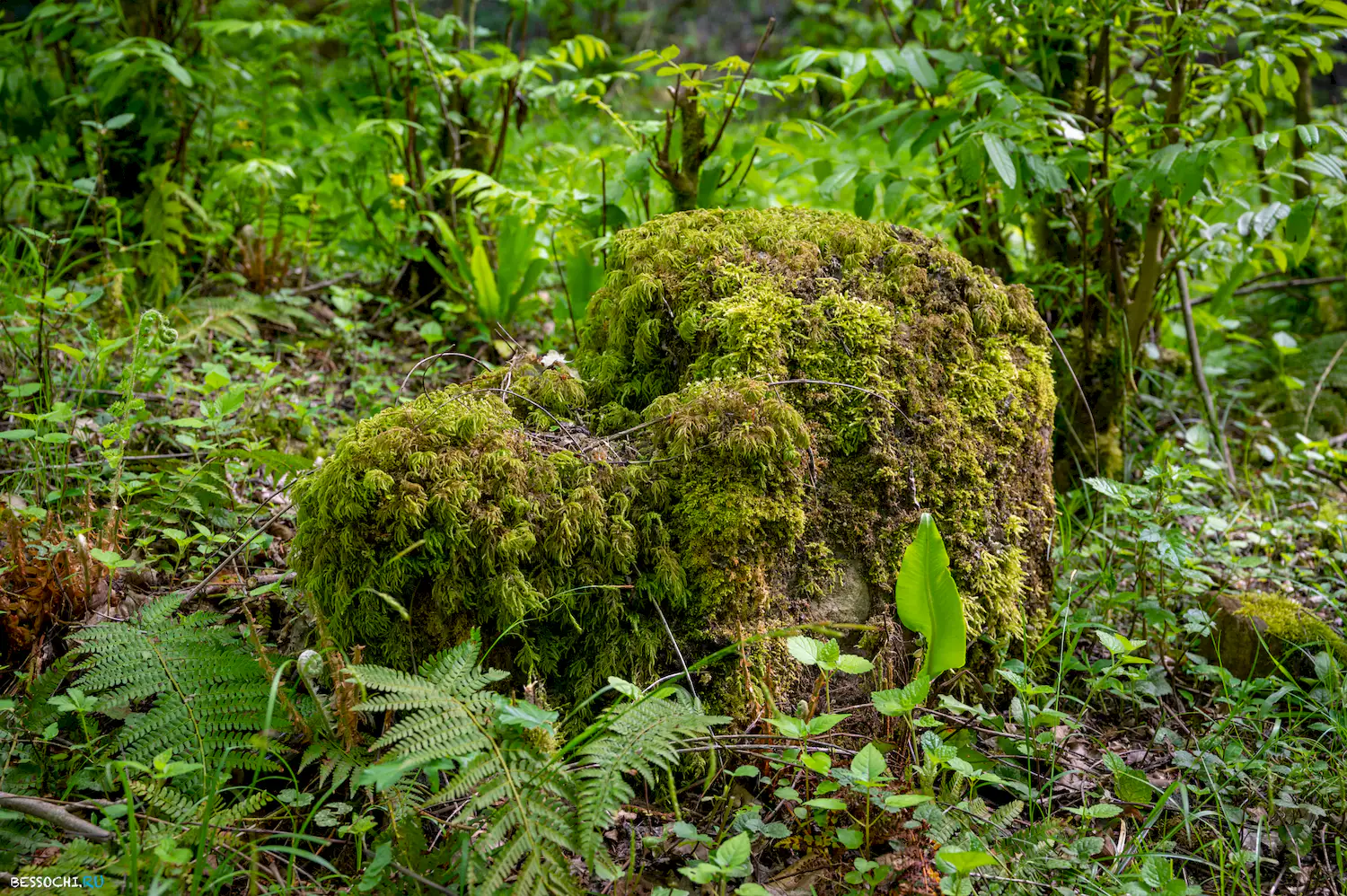 притоки кутарки