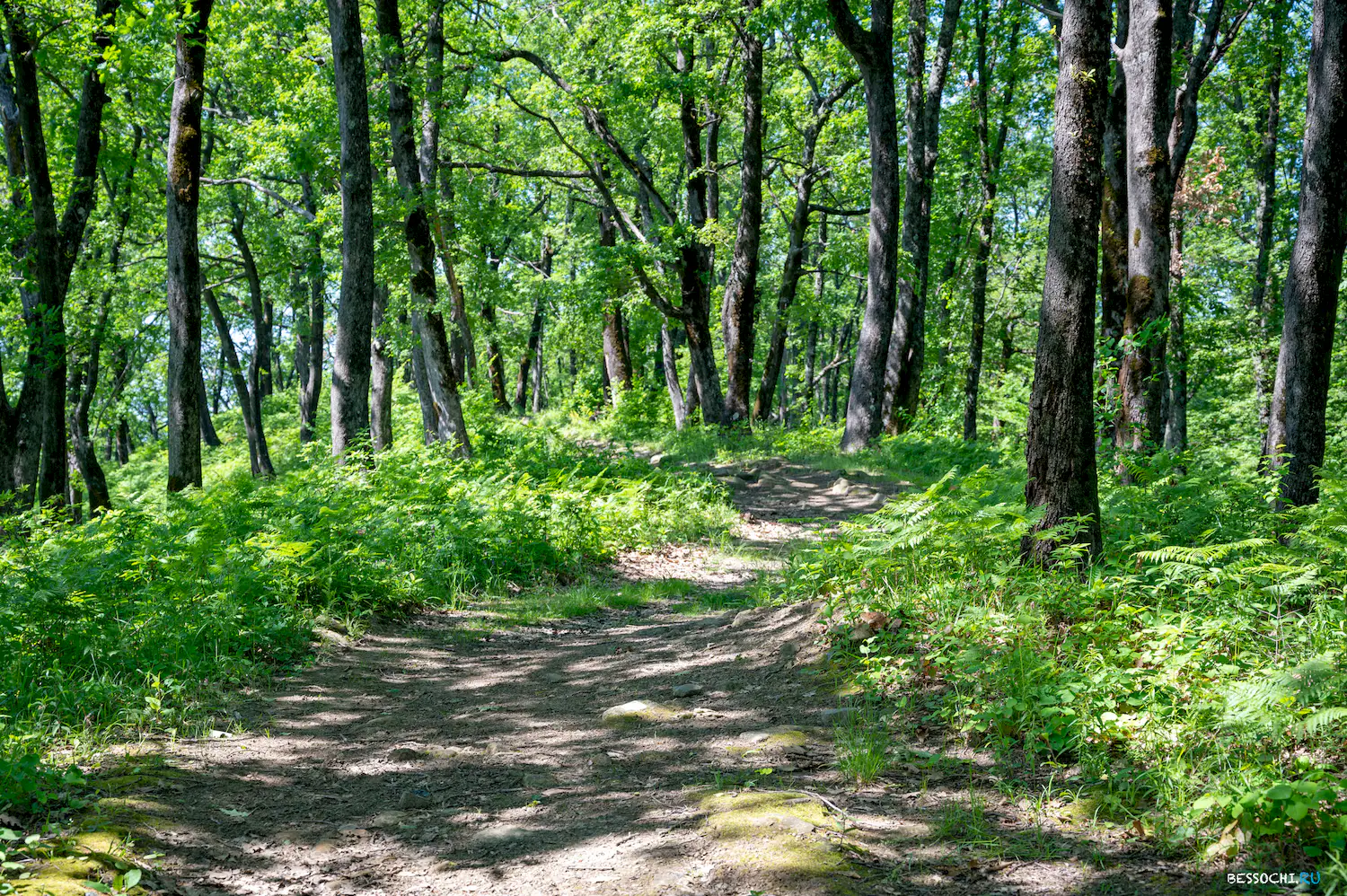 Сортоучасток