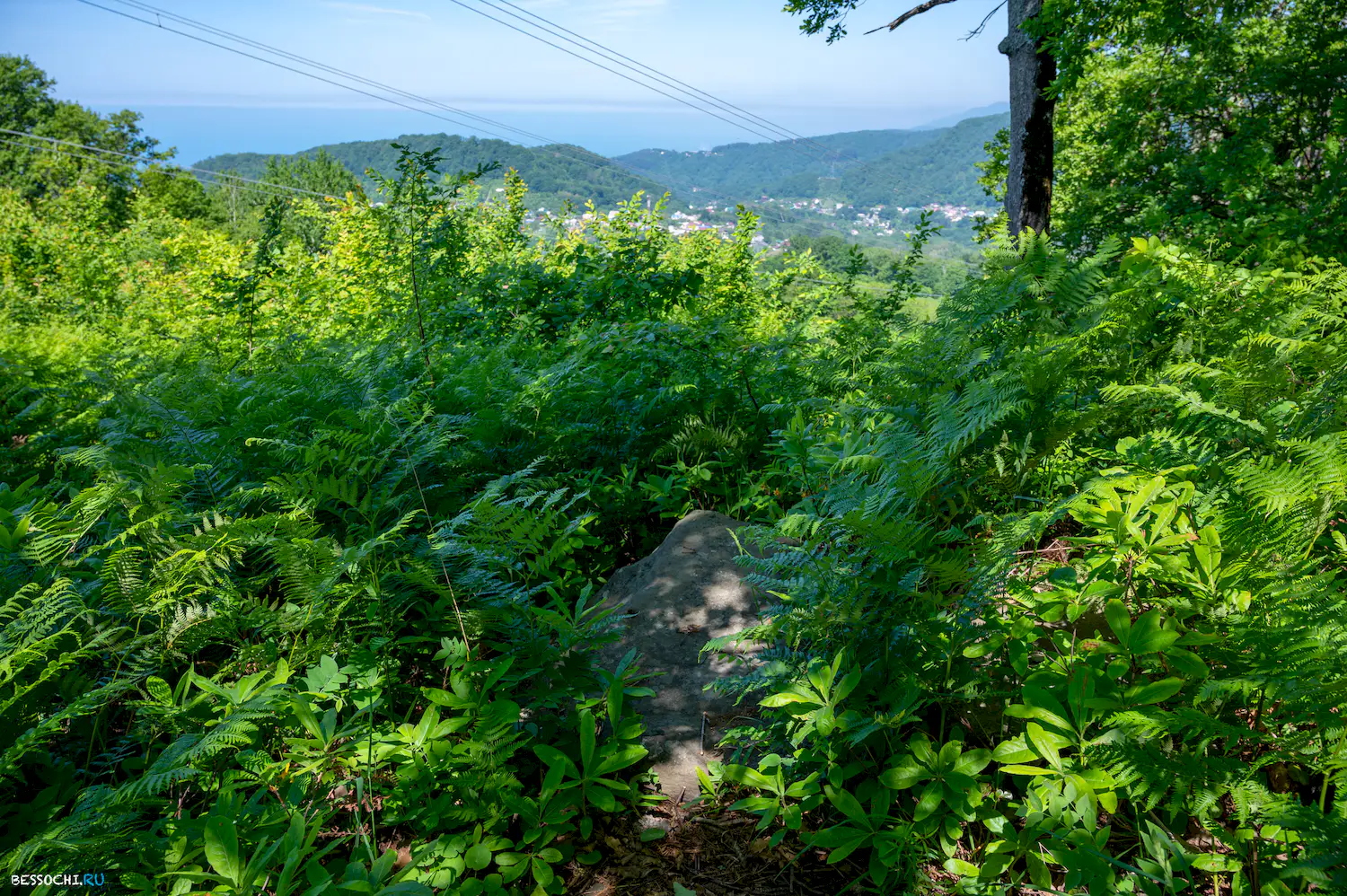 Сортоучасток