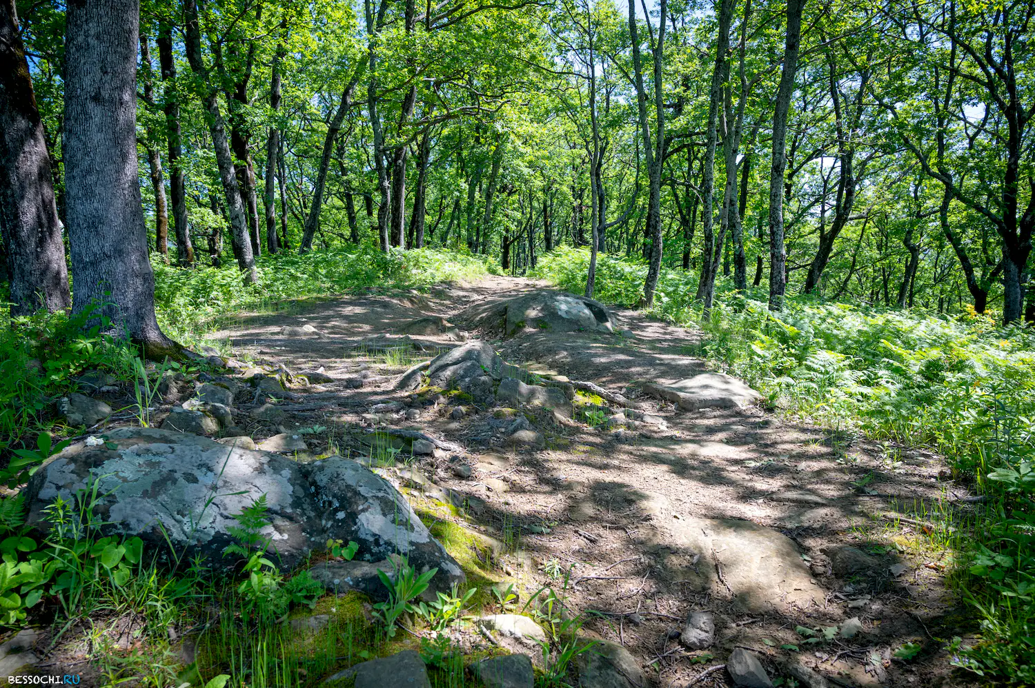 Сортоучасток