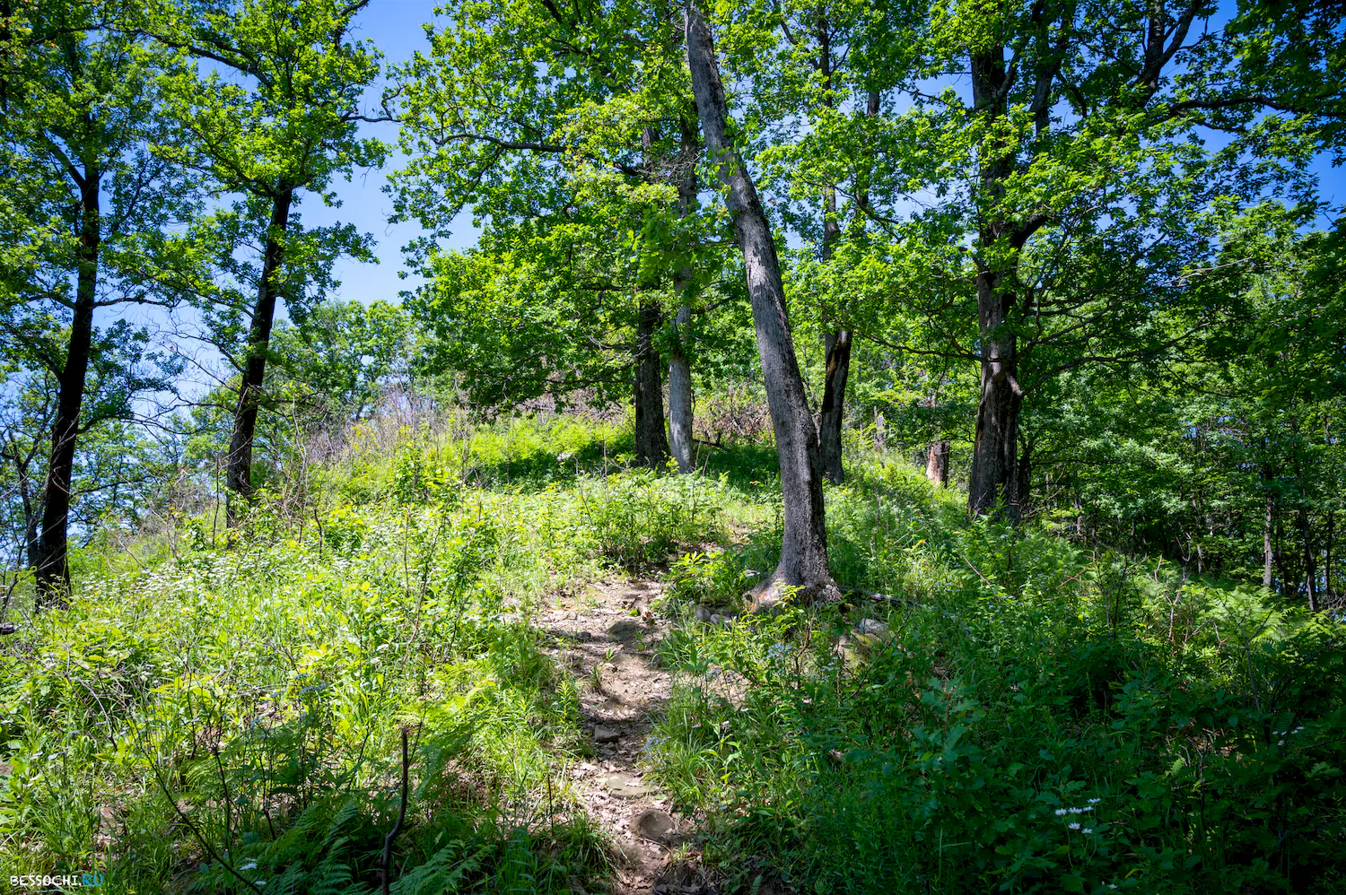 Каткова щель