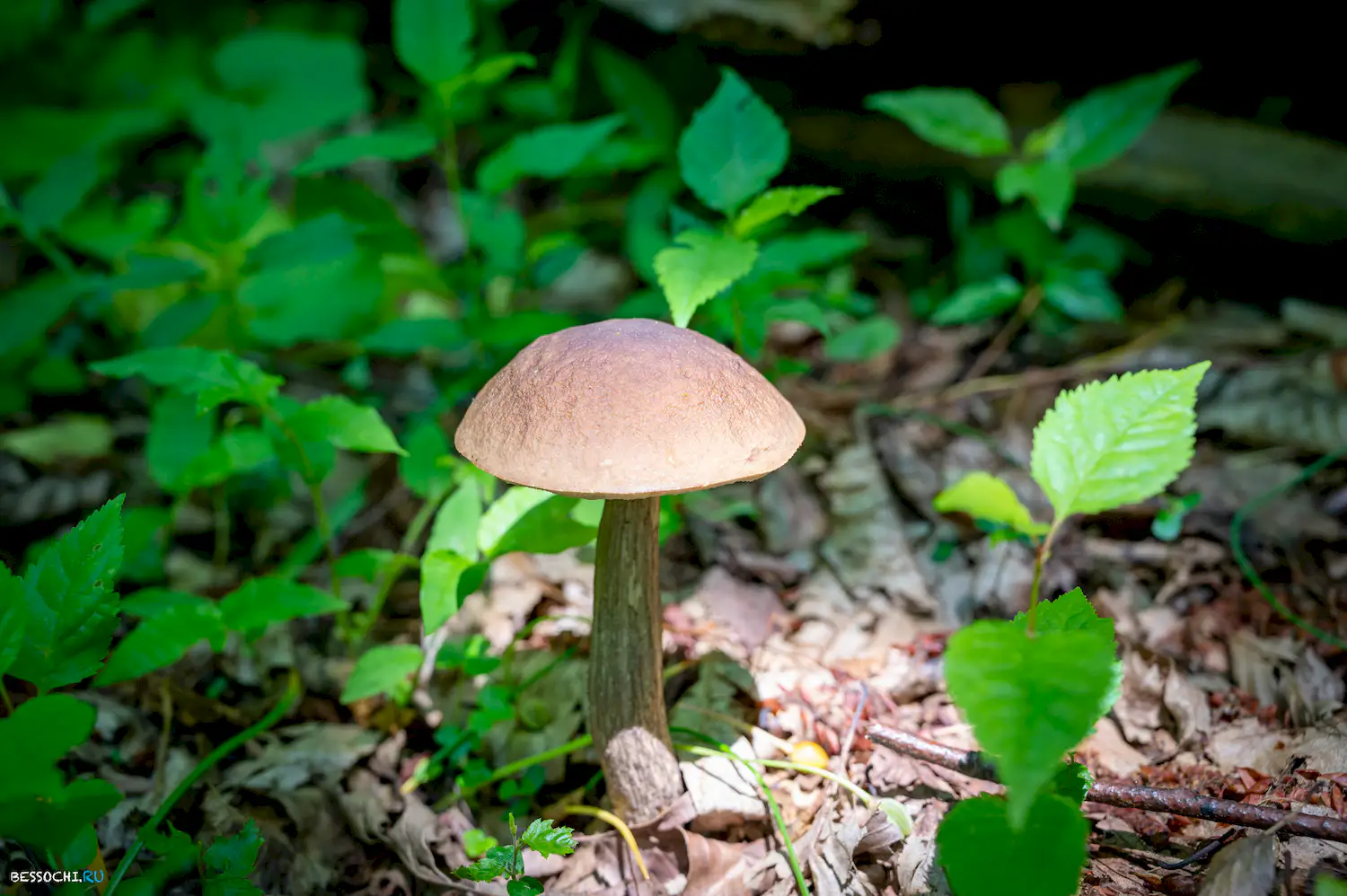 Каткова щель