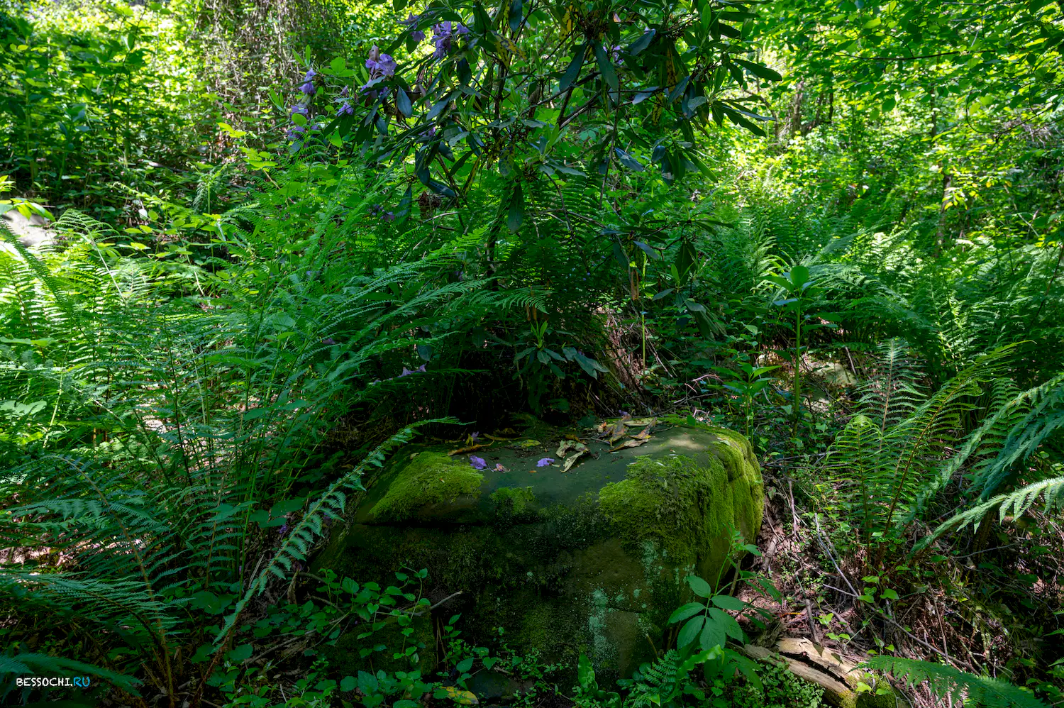 Каткова щель