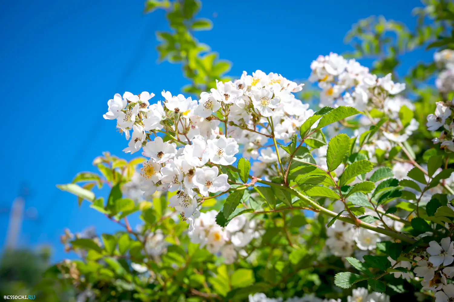 Сортоучасток