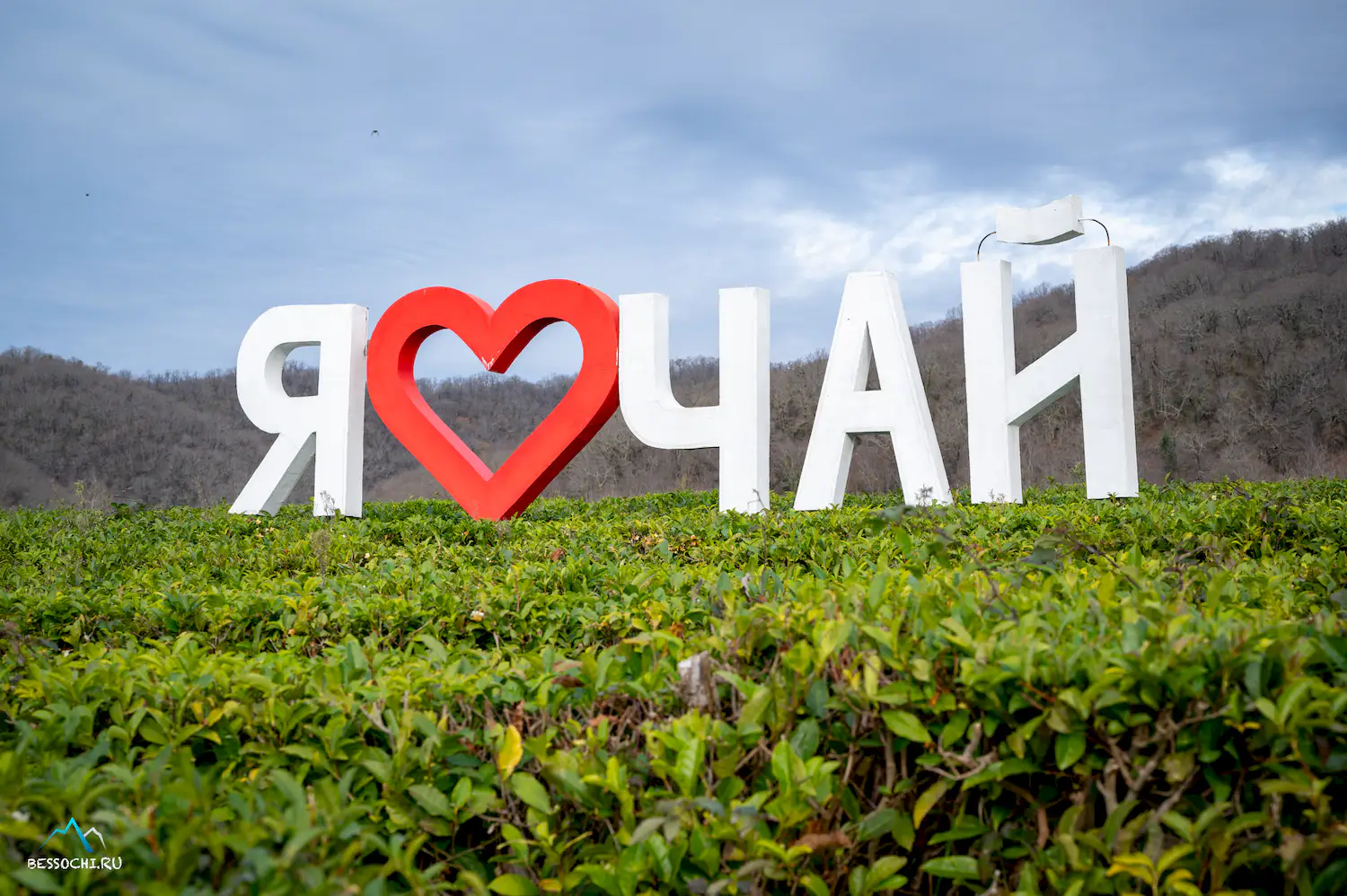 Краснодарский чай