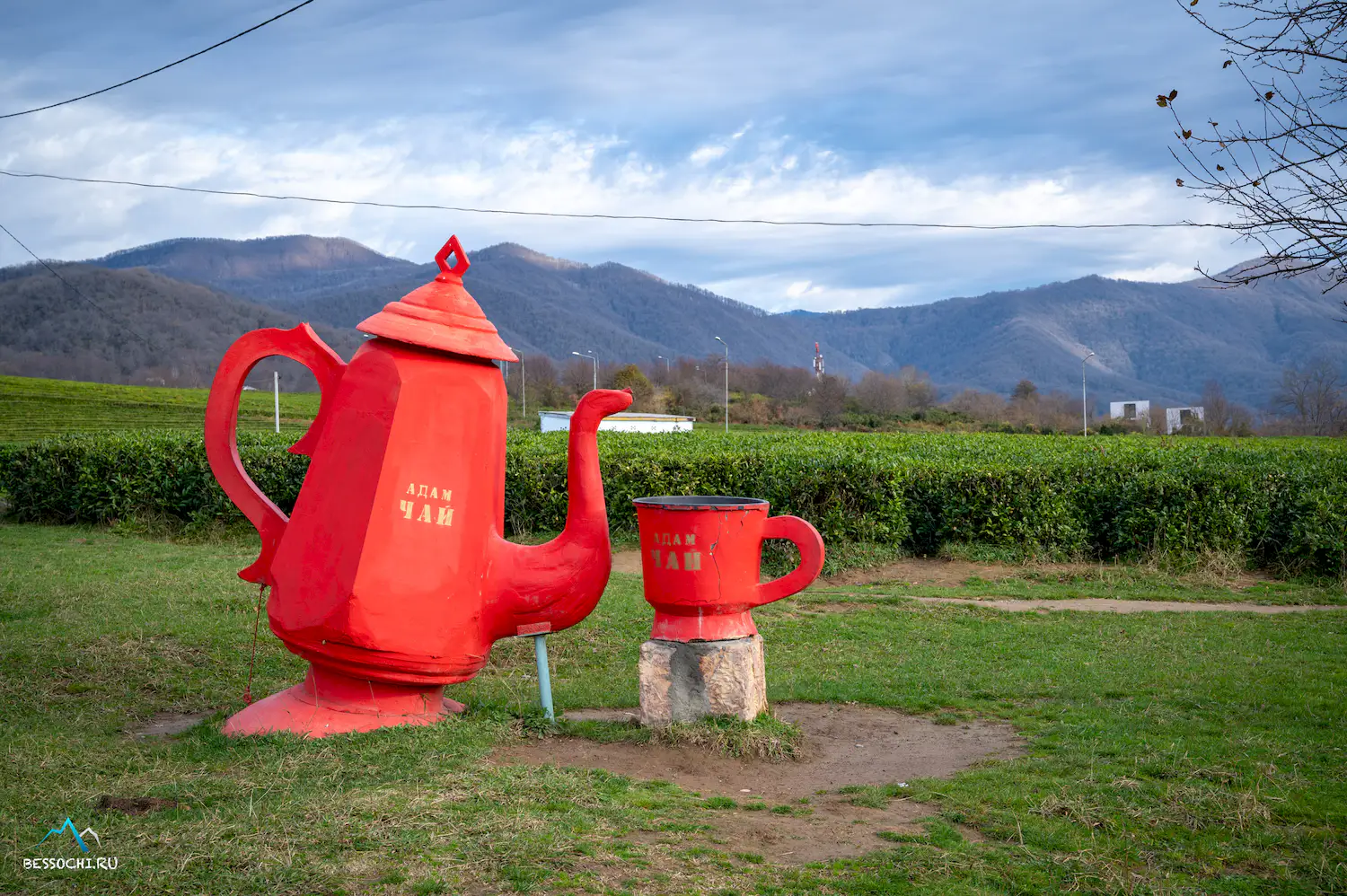 Краснодарский чай