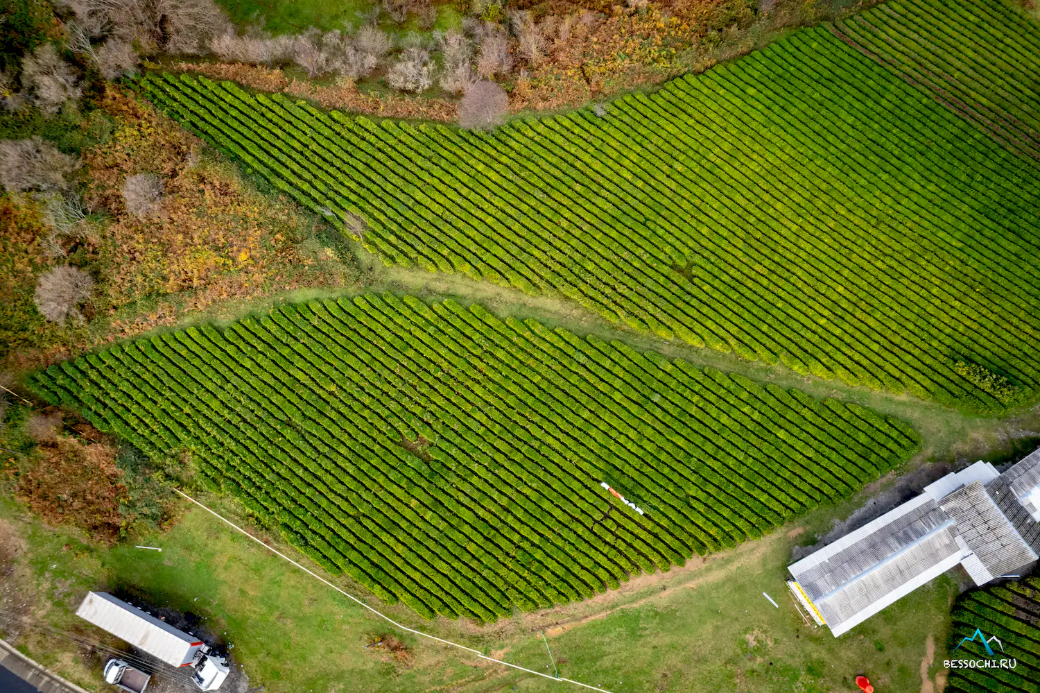 Краснодарский чай