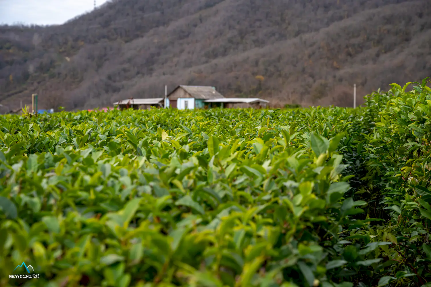 Краснодарский чай