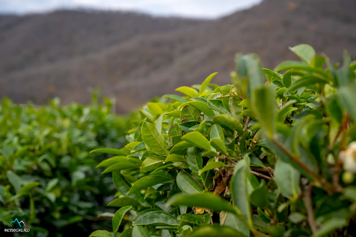 Краснодарский чай