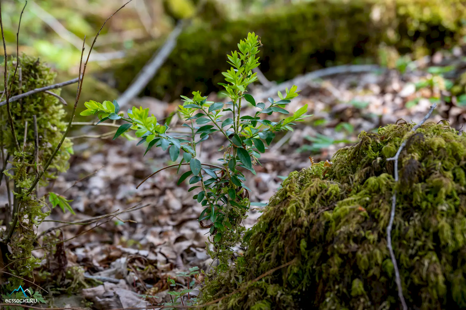 Весенний лес