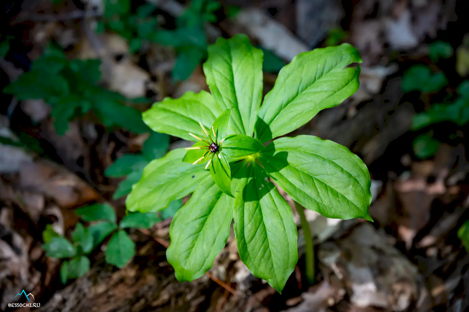 Весенний лес