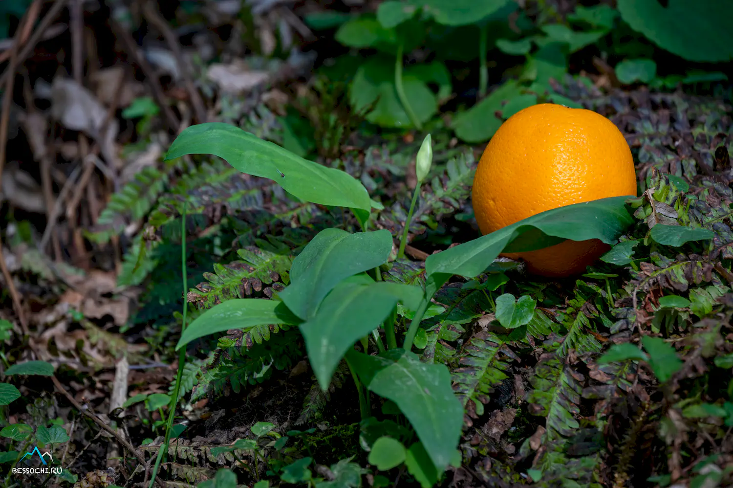 Весенний лес