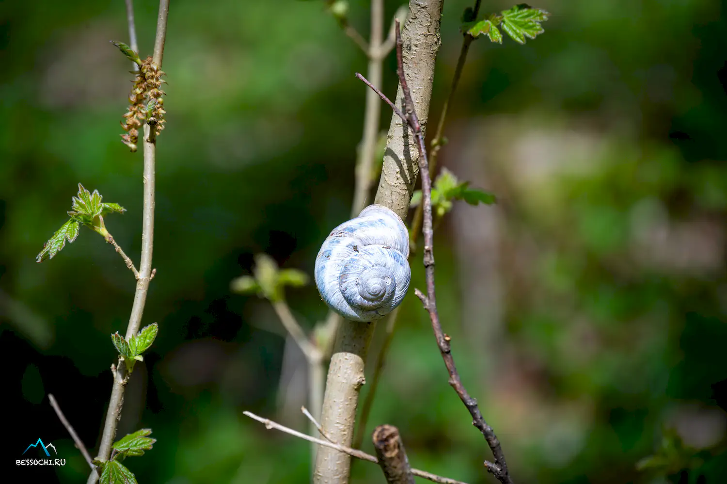Весенний лес