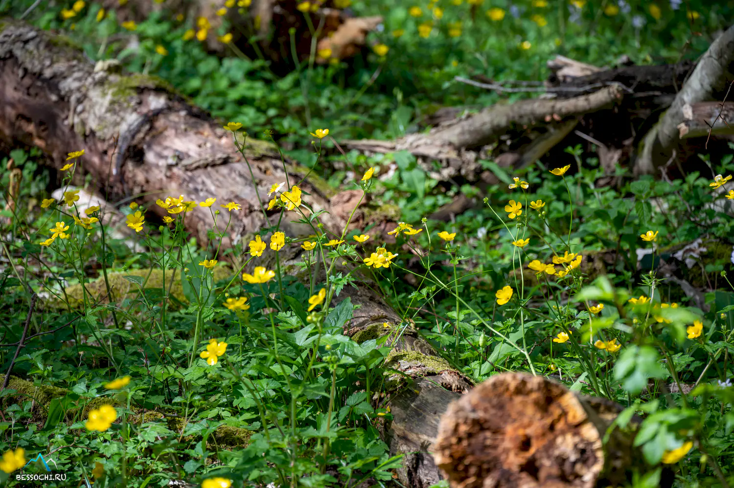 Весенний лес