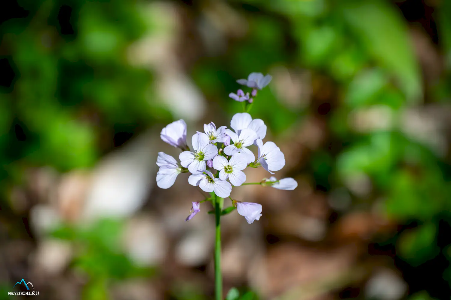 Весенний лес