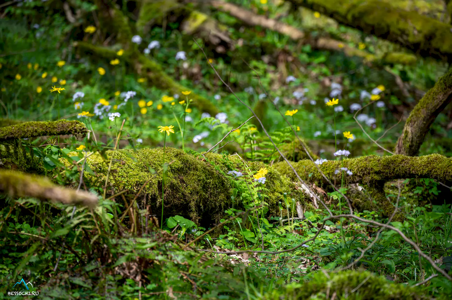 Весенний лес