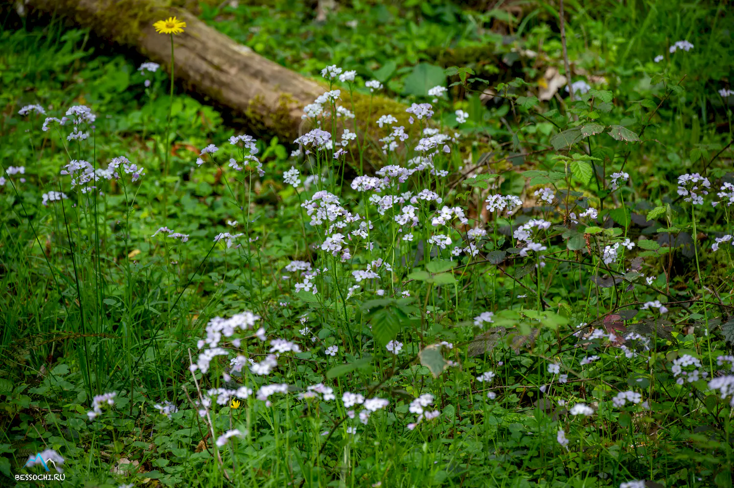 Весенний лес