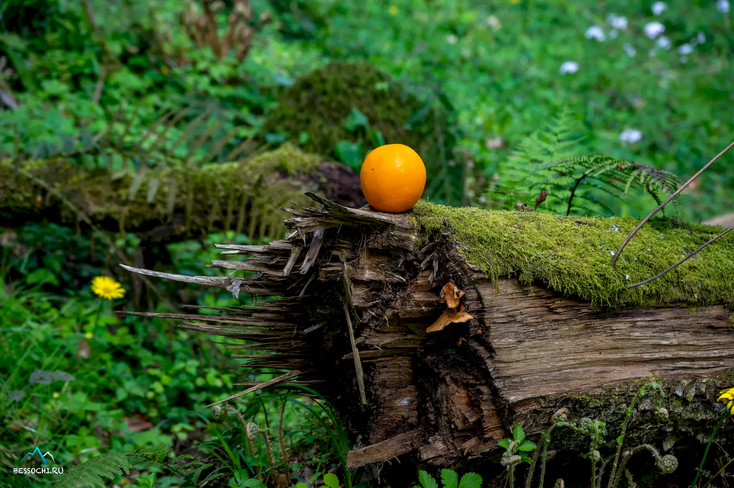 Весенний лес