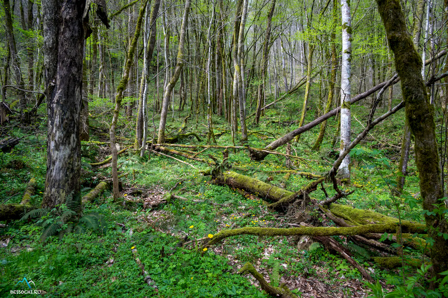 Весенний лес