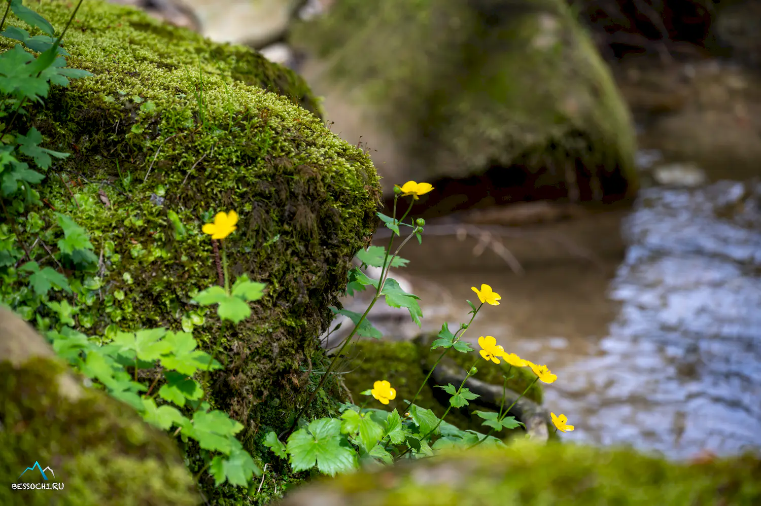 Весенний лес