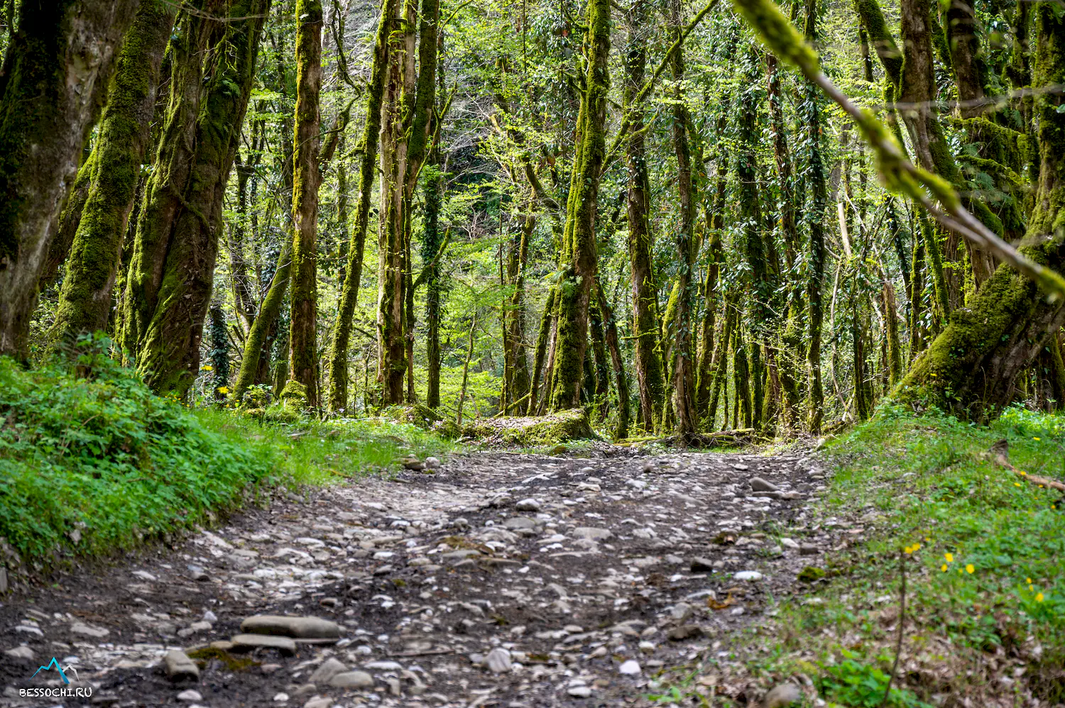 Весенний лес