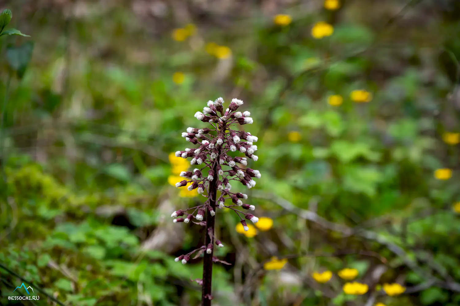 Весенний лес