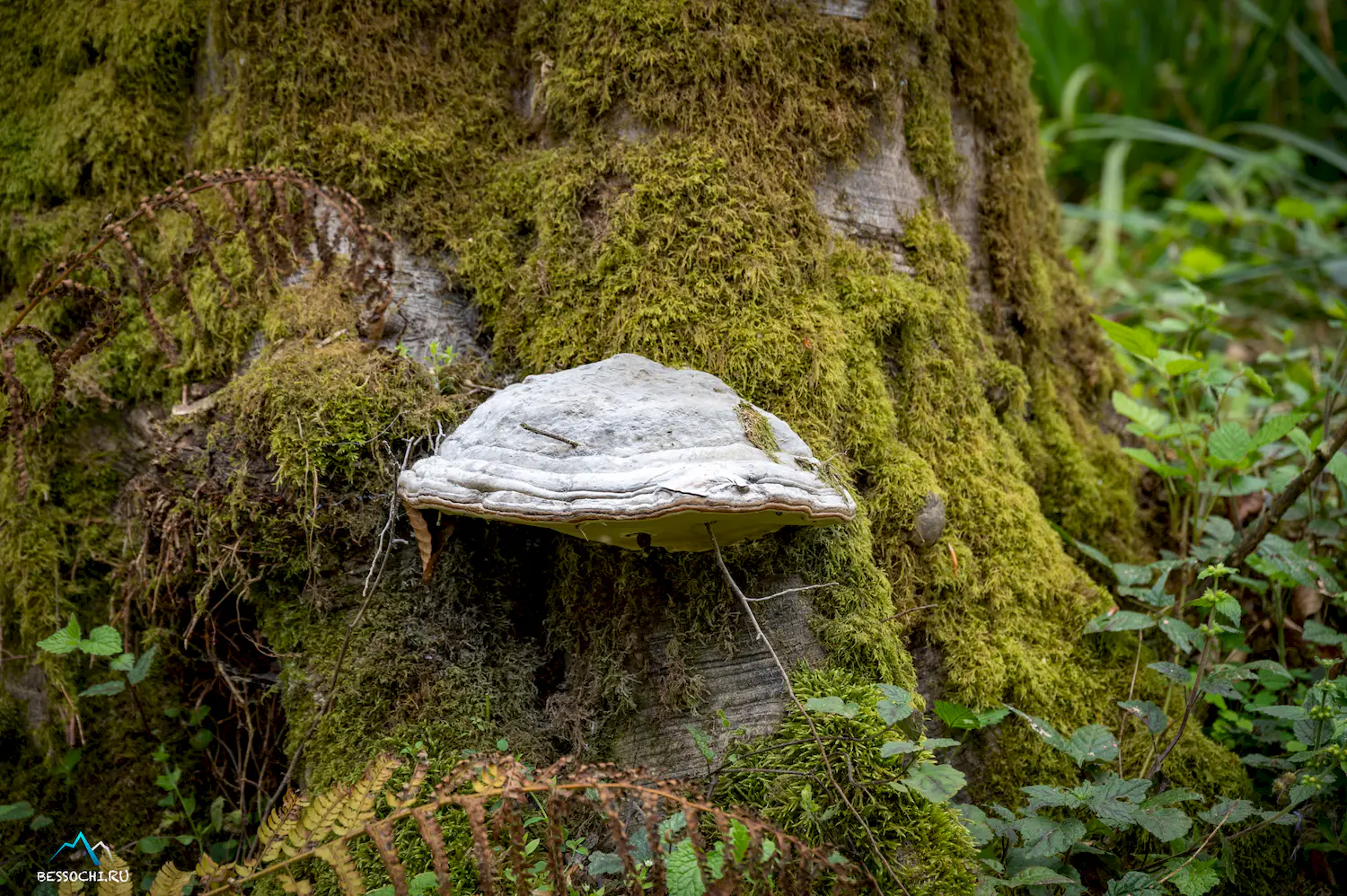 Весенний лес