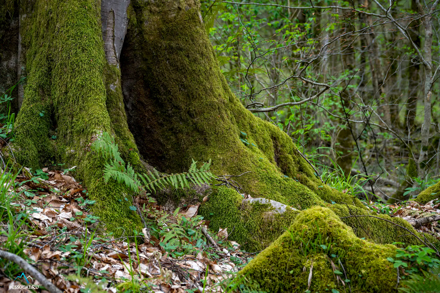 Весенний лес