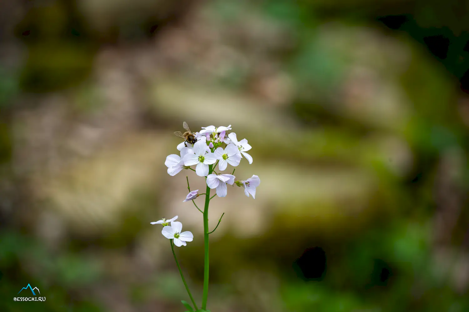 Весенний лес