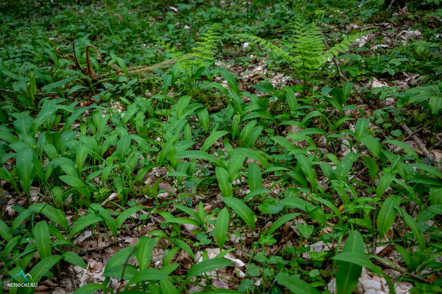 Весенний лес