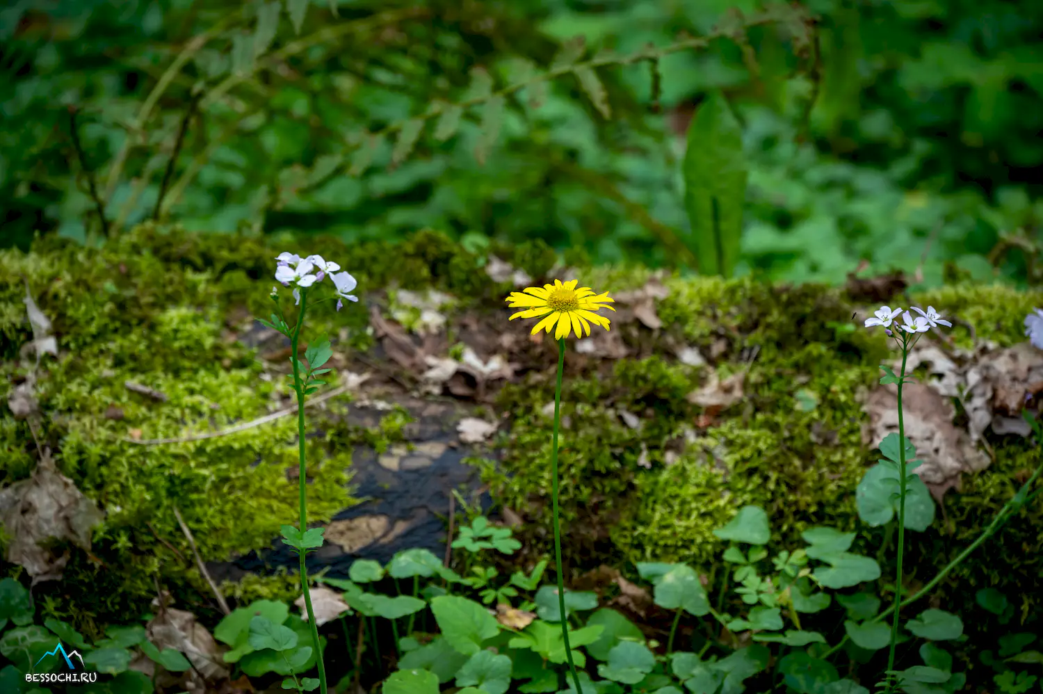 Весенний лес