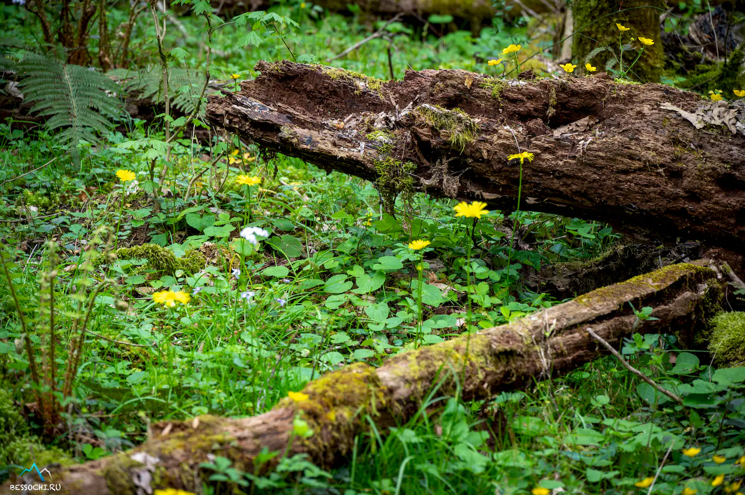 Весенний лес