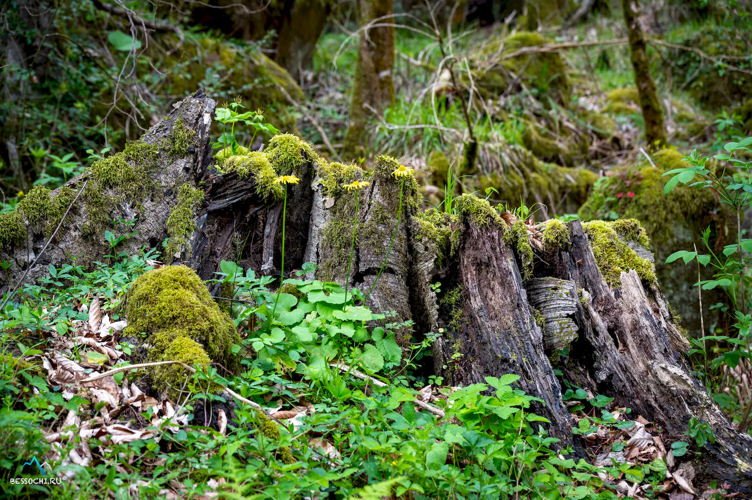 Весенний лес