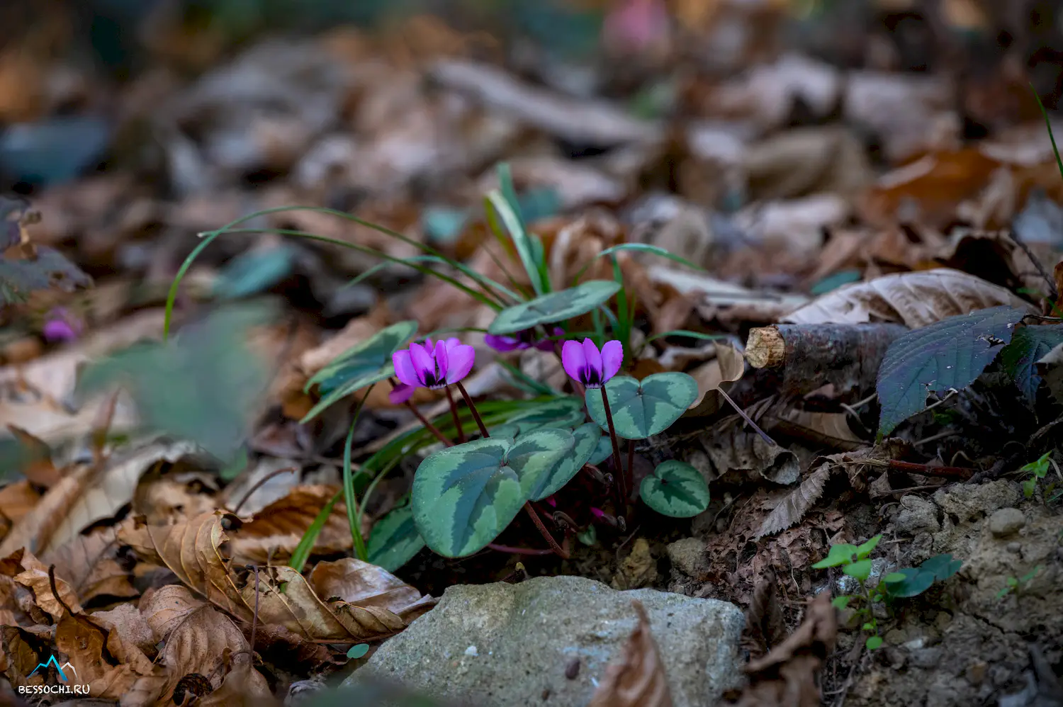 Весна в Сочи