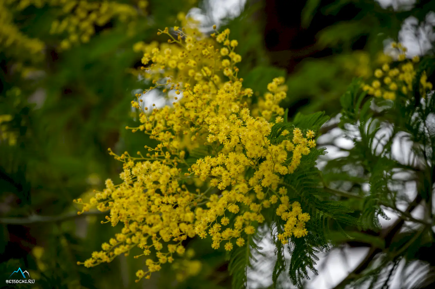 Весна в Сочи