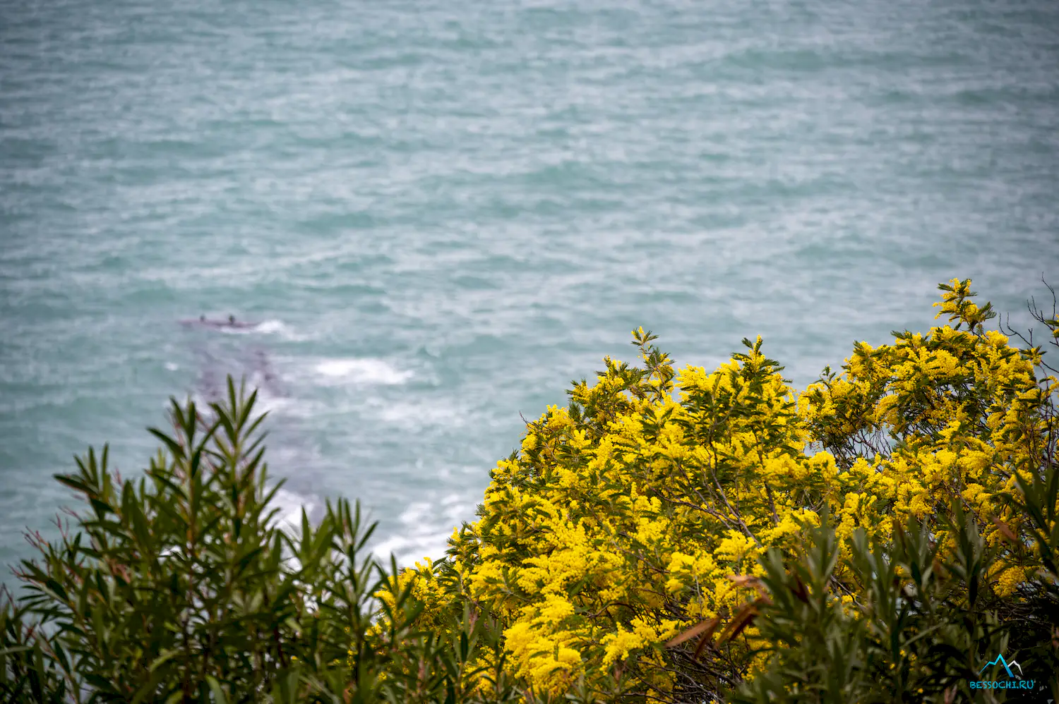 Весна в Сочи