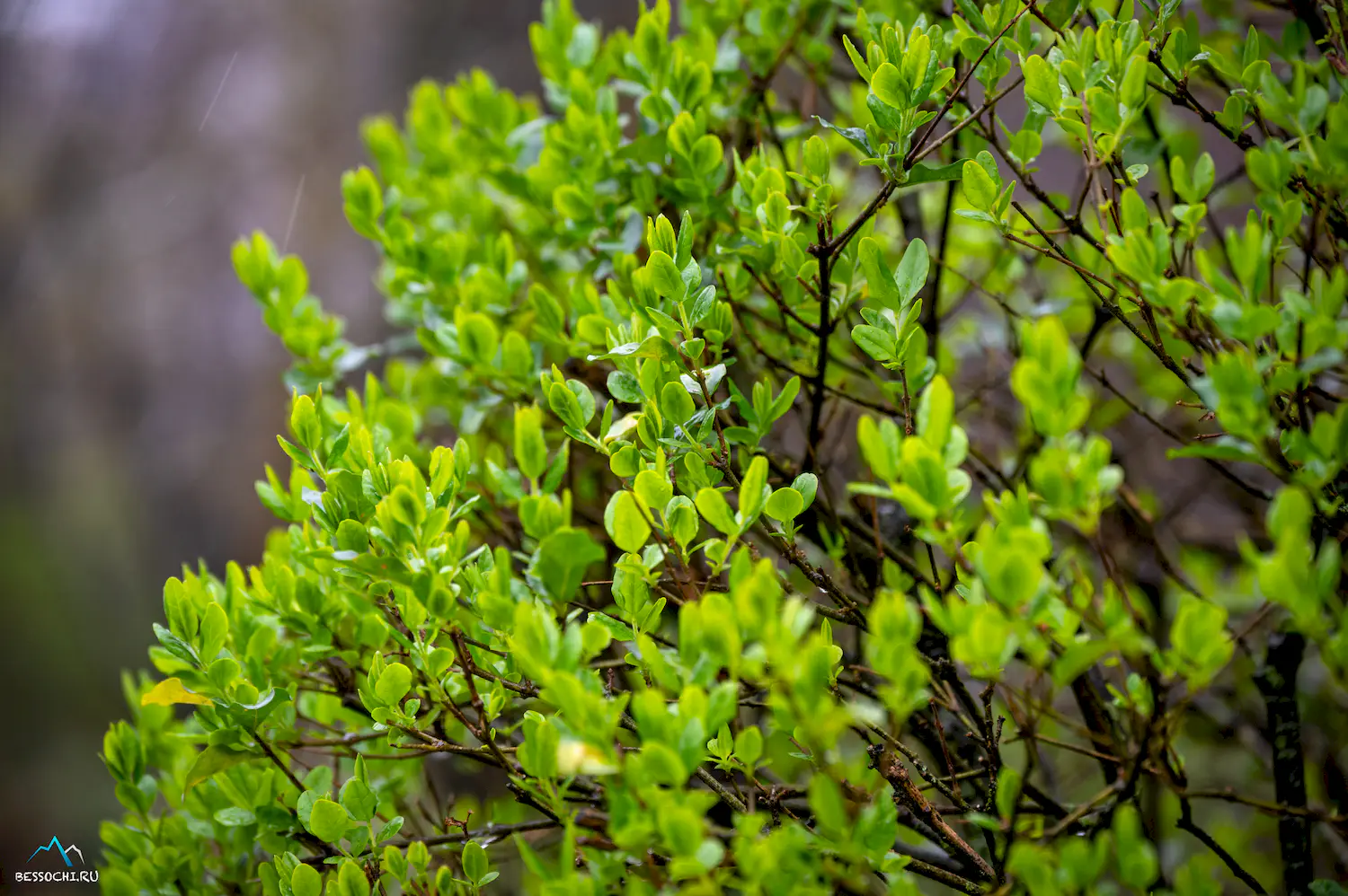 Весна в Сочи