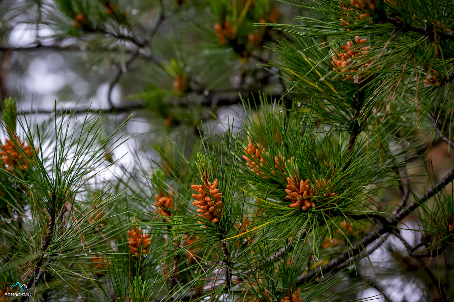 Весна в Сочи