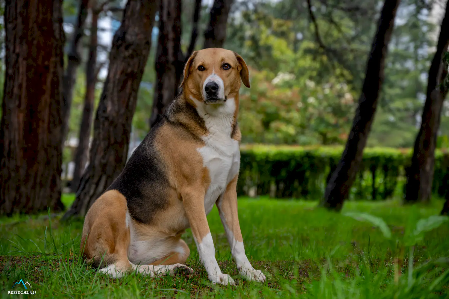 Весна в Сочи