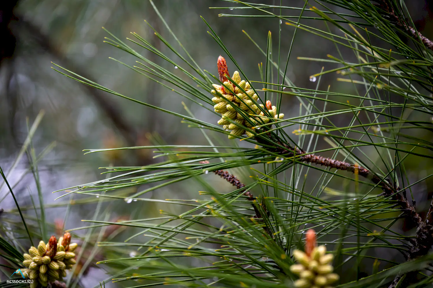 Весна в Сочи