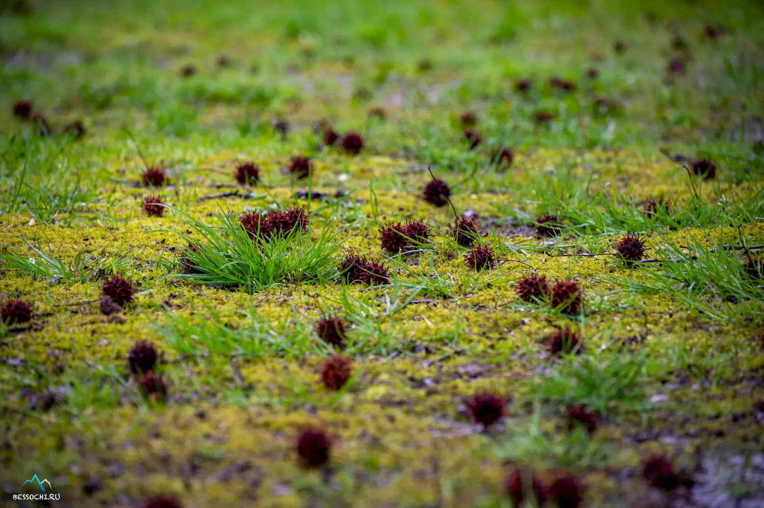 Весна в Сочи