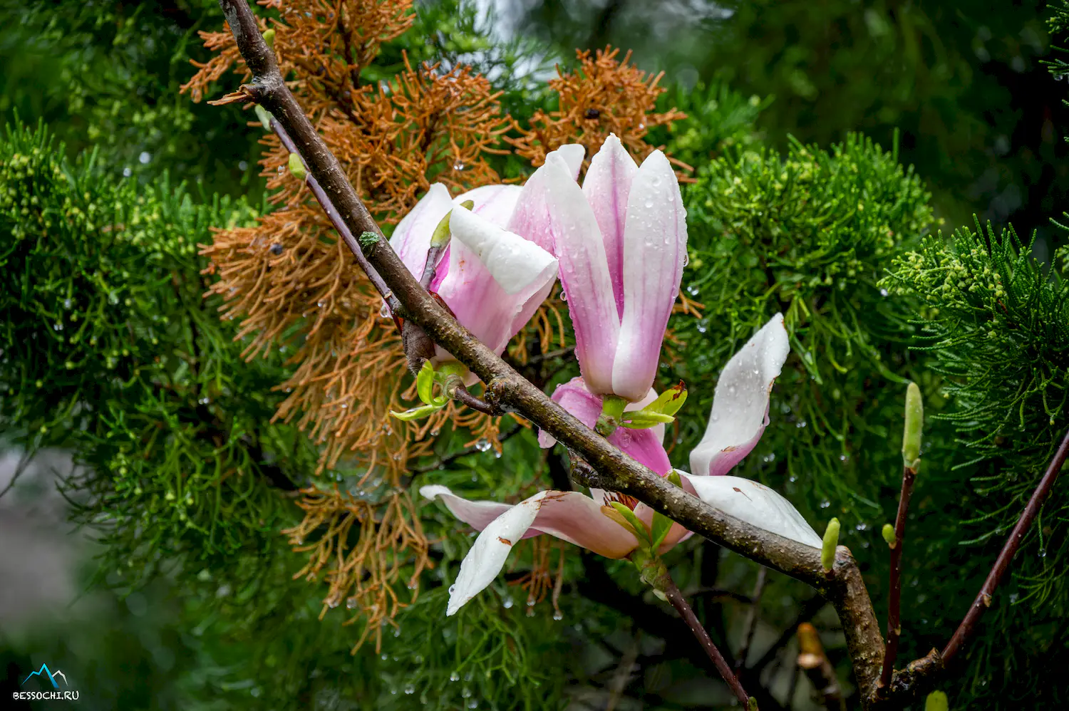 Весна в Сочи